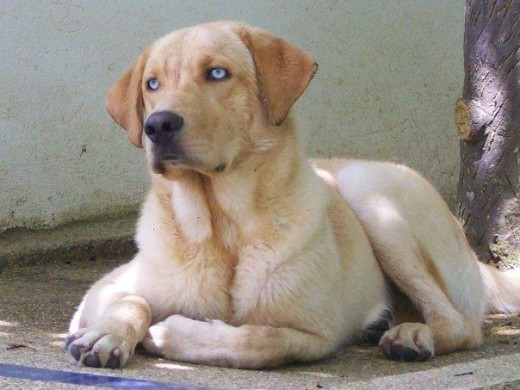 SOY UN CRUCE DE HUSKY SIBERIANO Y LABRADOR, UN CHICO MUY APUESTO.....